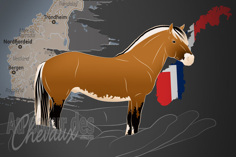 L'A.s Soci�t� �questre Norv�gienne du Cheval Fjord, un lieu o� l'on veille � ce que le fjord reste un �l�ment de l'identit� norv�gienne