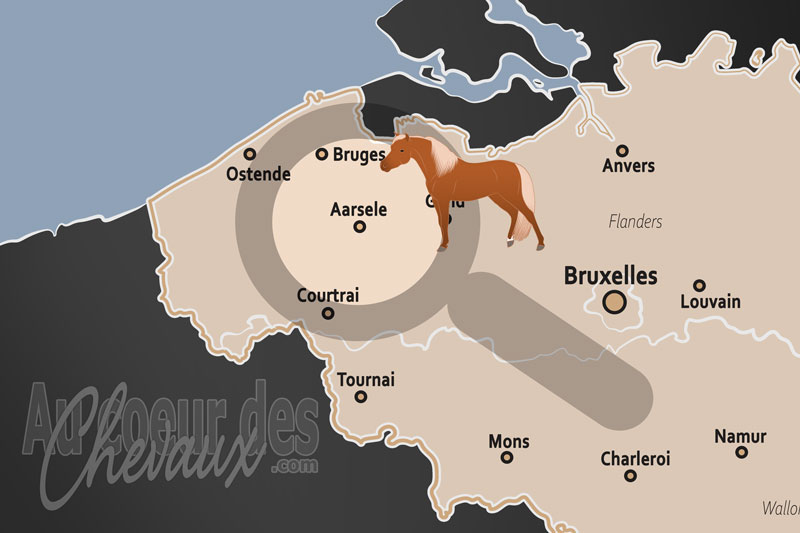 Aarsele, un foyer de tradition et d'innovation �questre en flandre-occidentale