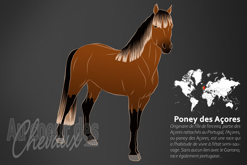 L'A�ores un cheval miniature originaire du Portugal