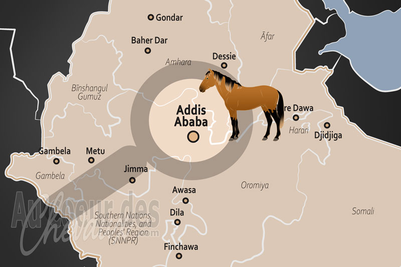 Addis Abeba, une capitale entre noblesse �questre et n�cessit� �conomique