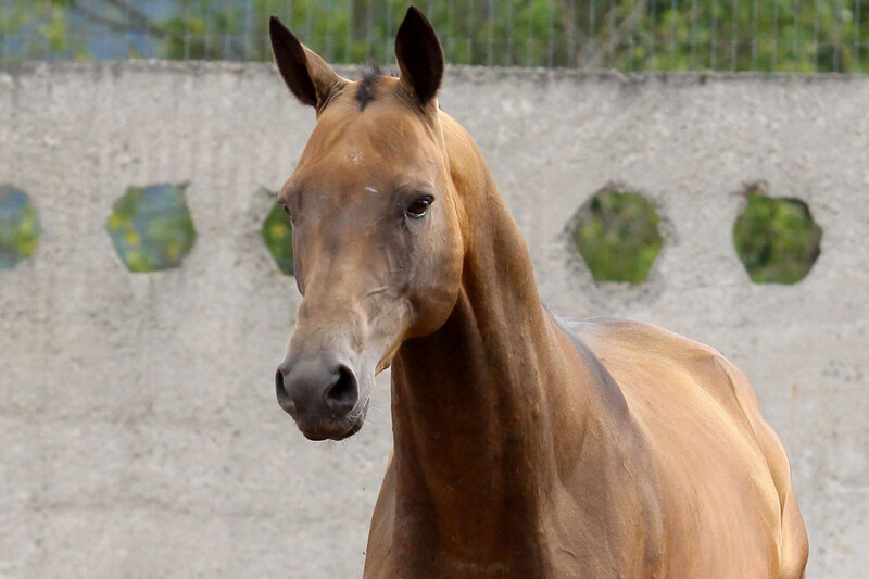 La t�te d'un cheval Akhal T�k�