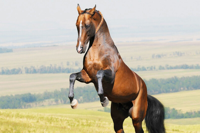 Une vue du Cheval Akhal T�k� qui se cabre