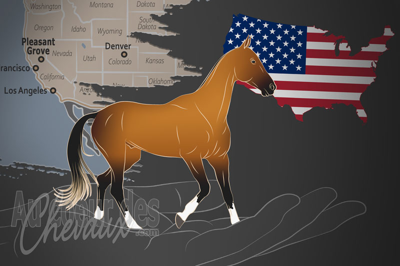 L'Association Akhal T�k� d'Am�rique, une organisation qui g�re le cheval akhal t�k� aux �tats unis
