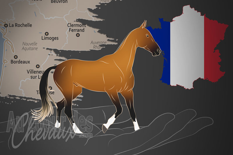 L'Akhal T�k� France, un organisme qui g�re le cheval akhal t�k� en france