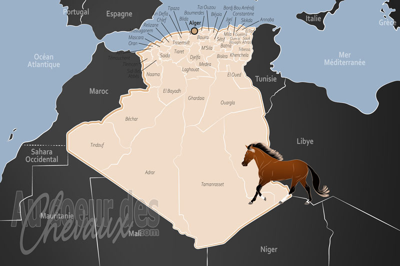 L'Alg�rie, berceau du barbe et symbole de la noblesse maghr�bine