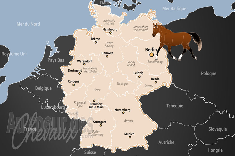 L'Allemagne, excellence de l'�levage et domination sportive mondiale