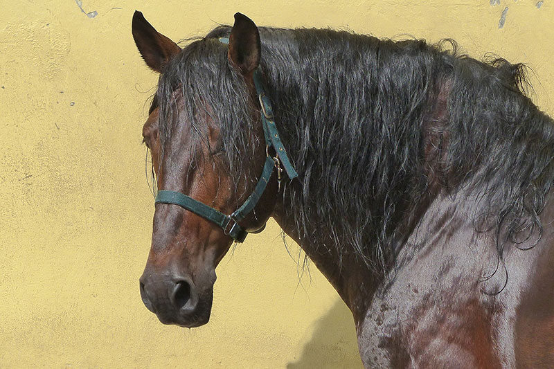Une vue de la t�te du Cheval Alter Real