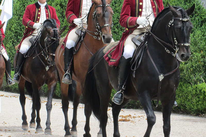Une vue du Cheval Alter Real avec un harnachement traditionnel