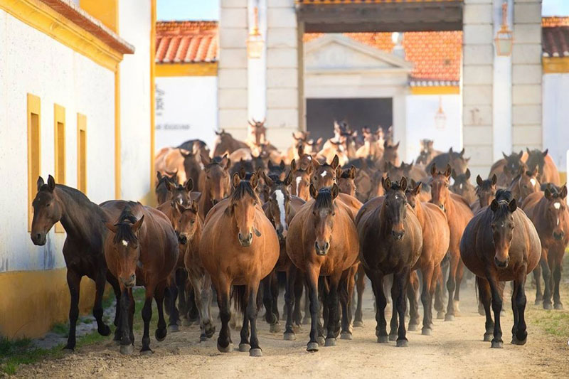 Une vue du Cheval Alter Real en libert�