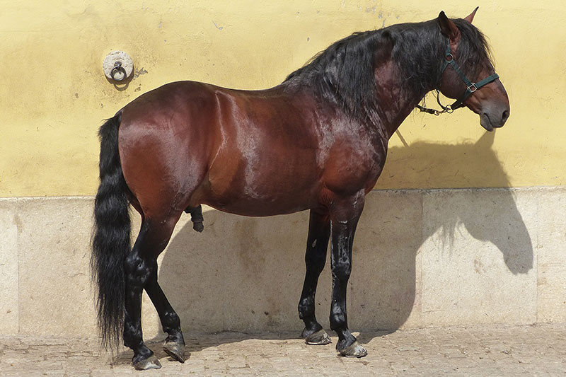 Une vue du Cheval Alter Real en pr�sentation