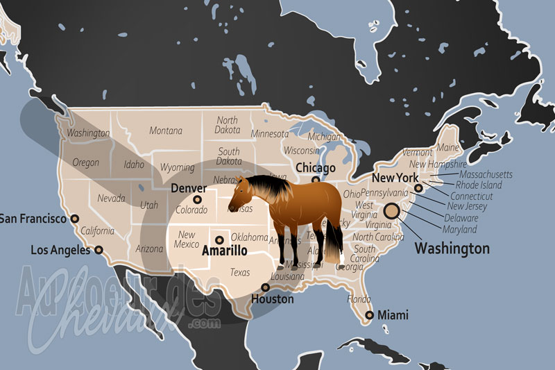 Amarillo, capitale mondiale de l'american quarter horse et c?ur battant du panhandle
