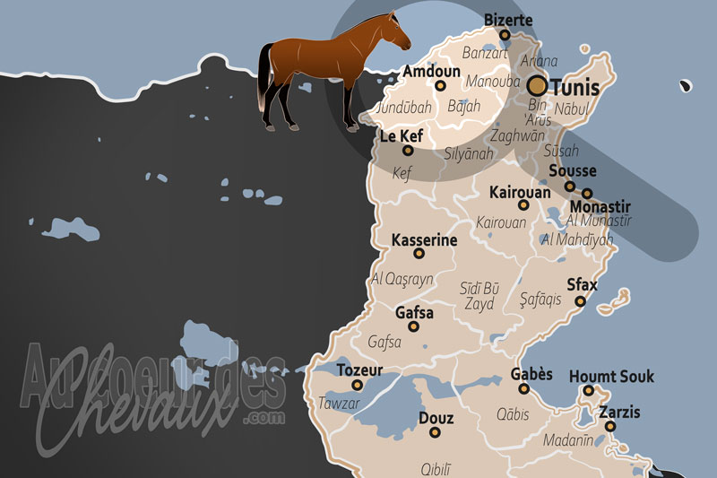 Amdoun, le refuge montagnard du poney des mogods et de la tradition �questre