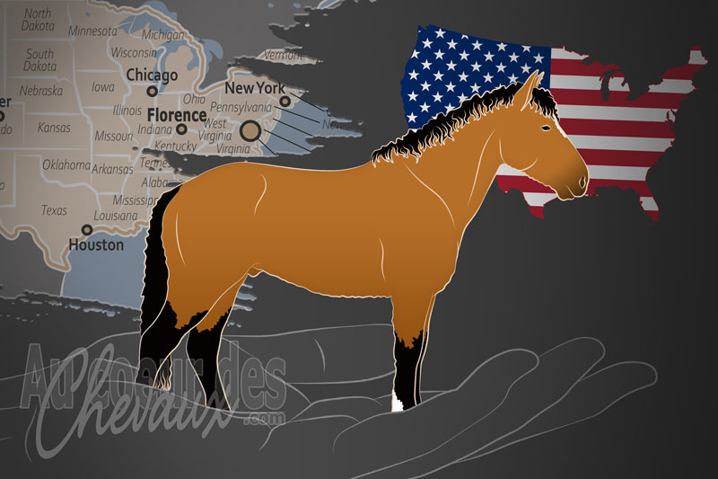 Le Registre Am�ricain du Cheval Bashkir Curly, une organisation qui g�re le cheval curly aux �tats unis
