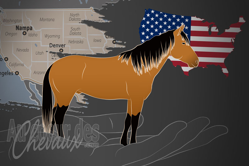 L'Association des Chevaux Blazer Am�ricains, un organisme de gestion du blazer aux �tats unis