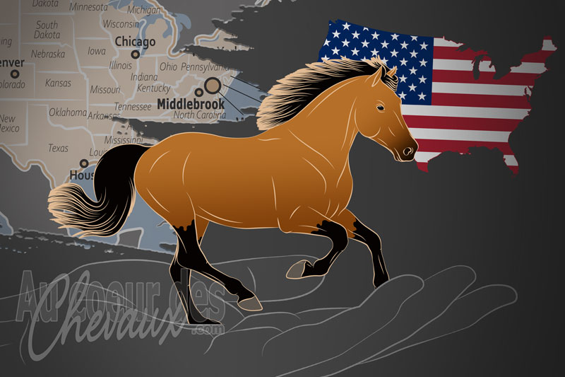 La Soci�t� Am�ricaine du Poney du Connemara, une organisation qui g�re le poney connemara aux �tats unis