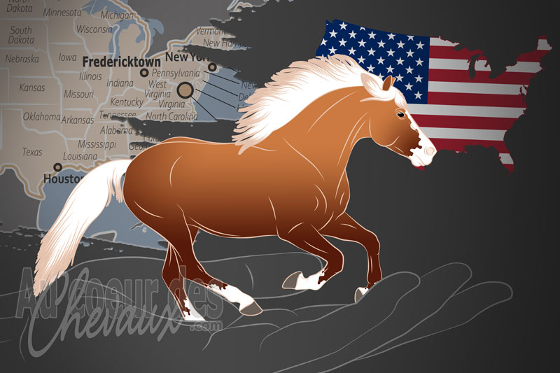 Le Registre Am�ricain du Cheval Haflinger, un organisme de gestion de l'haflinger aux �tats unis