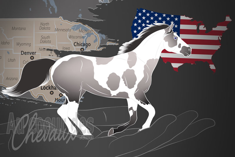 Le Registre des Chevaux Am�rindiens, une organisation qui g�re le cheval indien am�ricain aux �tats unis