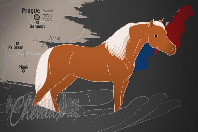 L'Association du Cheval Miniature de la R�publique Tch�que, un organisme de gestion du miniature am�ricain en tch�quie