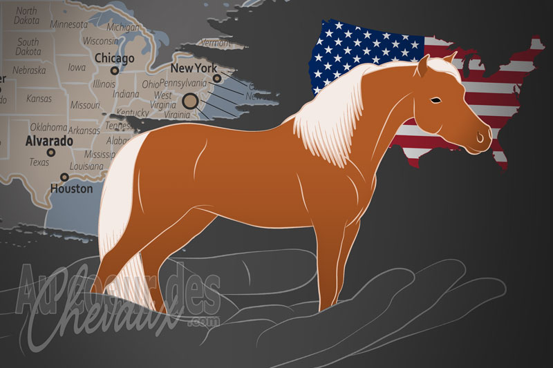 L'Association Am�ricaine des Chevaux Miniatures, une organisation qui g�re le cheval miniature am�ricain aux �tats unis