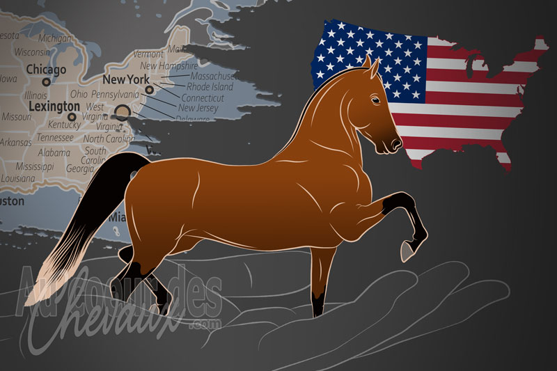 L'Association Am�ricaine du Cheval Morgan, une organisation qui g�re le cheval morgan aux �tats unis