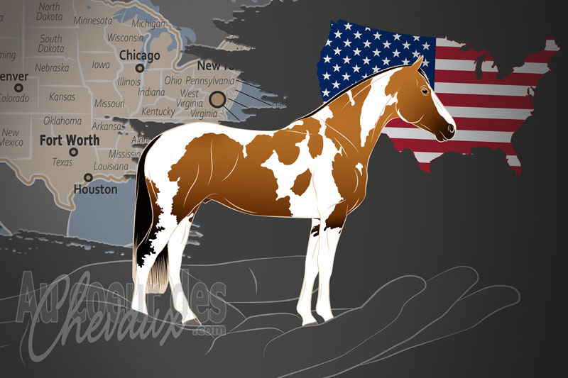 L'Association Am�ricaine de l'American Paint Horse, une organisation qui g�re le paint horse aux �tats unis