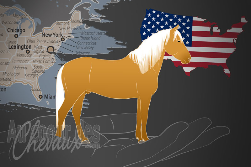 L'Association Am�ricaine du Cheval Paso Fino, une organisation qui g�re le cheval paso fino aux �tats unis