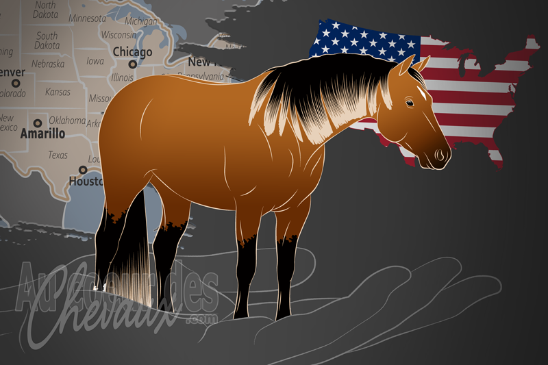 L'Association Am�ricaine du Quarter Horse, une organisation qui g�re le quarter horse aux �tats unis