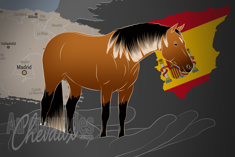 L'American Quarter Horse Association Espa�a un organisme de race en Espagne