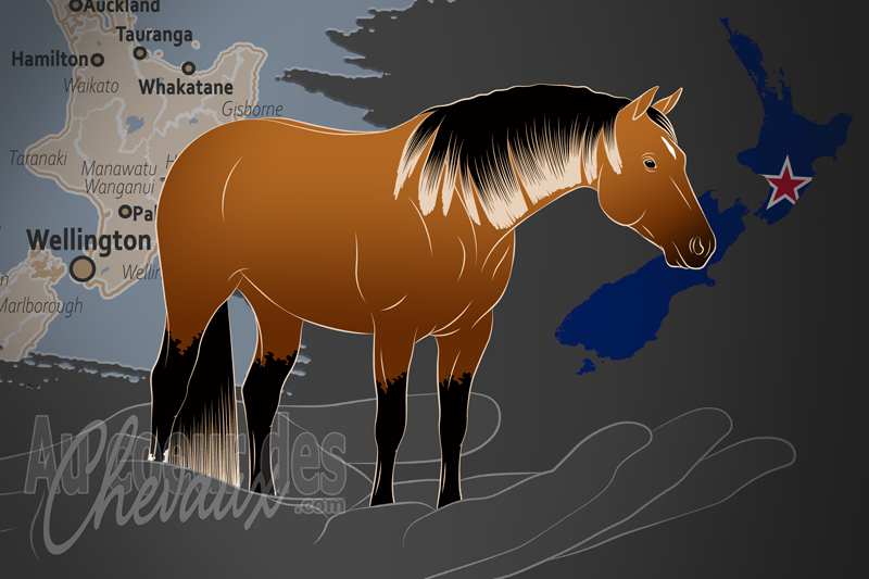 L'American Quarter Horse Association of New Zealand Inc. un organisme de race en Nouvelle Z�lande