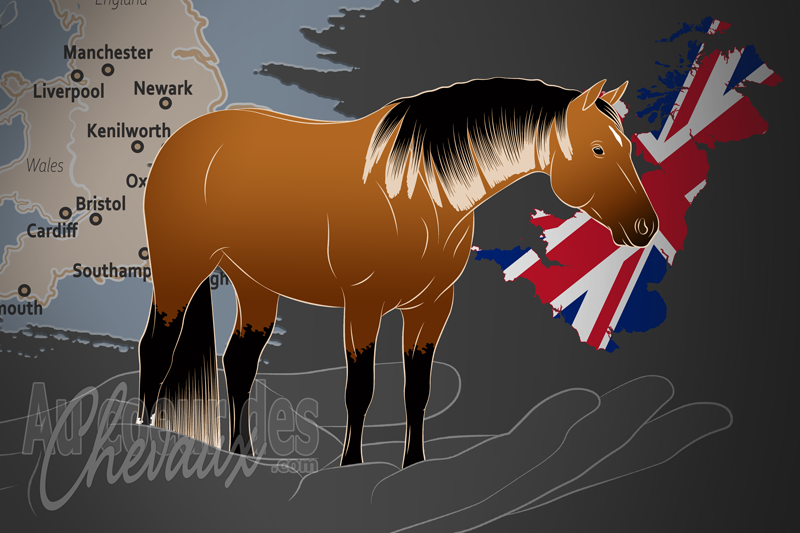 L'Association du Quarter Horse du Royaume Uni, une organisation qui g�re le quarter horse au royaume uni