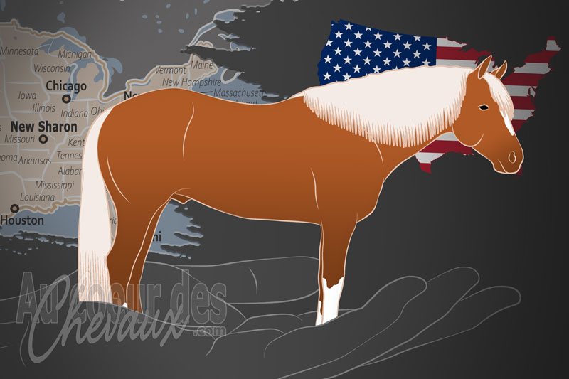 L'Association Am�ricaine des Quarter Pony, un organisme de gestion du quarter pony aux �tats unis