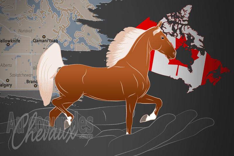 L'Association Canadienne des Chevaux de Selle Am�ricain, une organisation qui g�re le cheval de selle am�ricain au canada