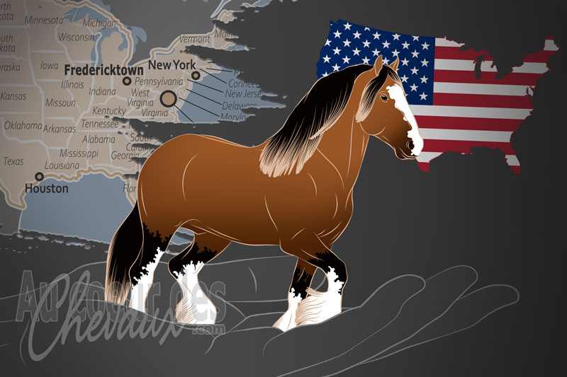 L'Association Am�ricaine du Cheval Shire, un organisme de gestion du shire aux �tats unis