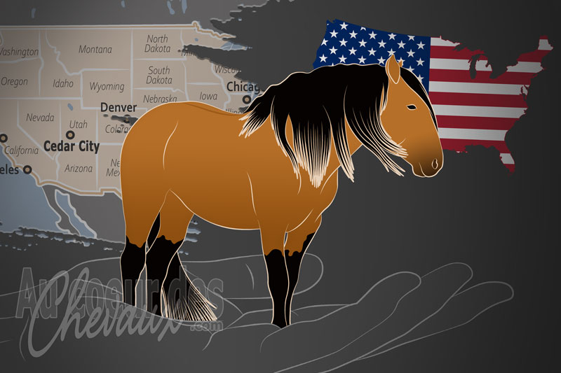 L'Association Am�ricaine des Chevaux Sulphur Springs, une organisation qui g�re le cheval sulphur springs aux �tats unis