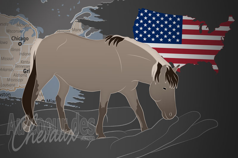 L'Association Am�ricaine du Registre G�n�alogique du Tarpan, un organisme de gestion du cheval de heck aux �tats unis