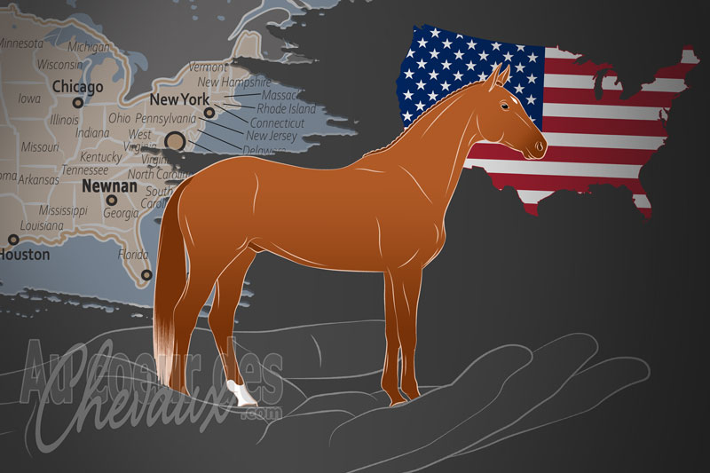 L'Association Am�ricaine du Cheval Trakehner, un organisme de gestion du trakehner aux �tats unis