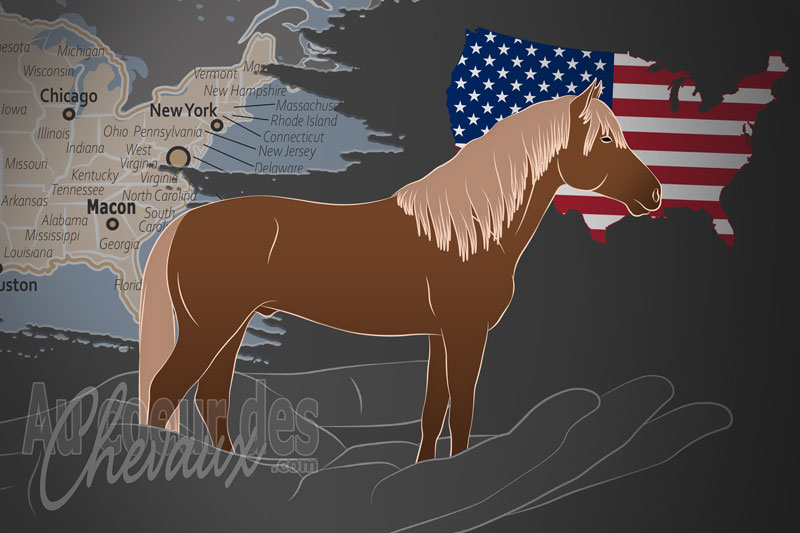 L'Association Am�ricaine des Poneys de Marche Am�ricain, un organisme de gestion de l'american walking pony aux �tats unis