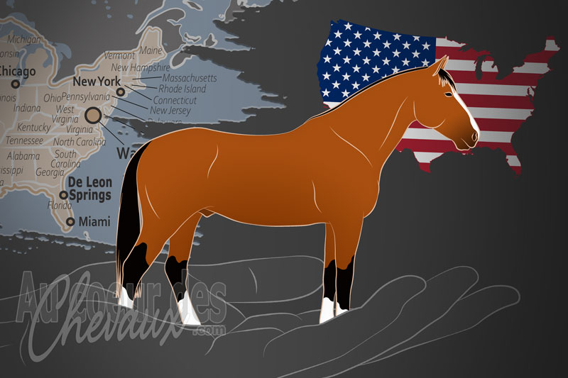 Le Registre du Cheval Sang Chaud Am�ricain, un organisme de gestion de l'american warmblood aux �tats unis