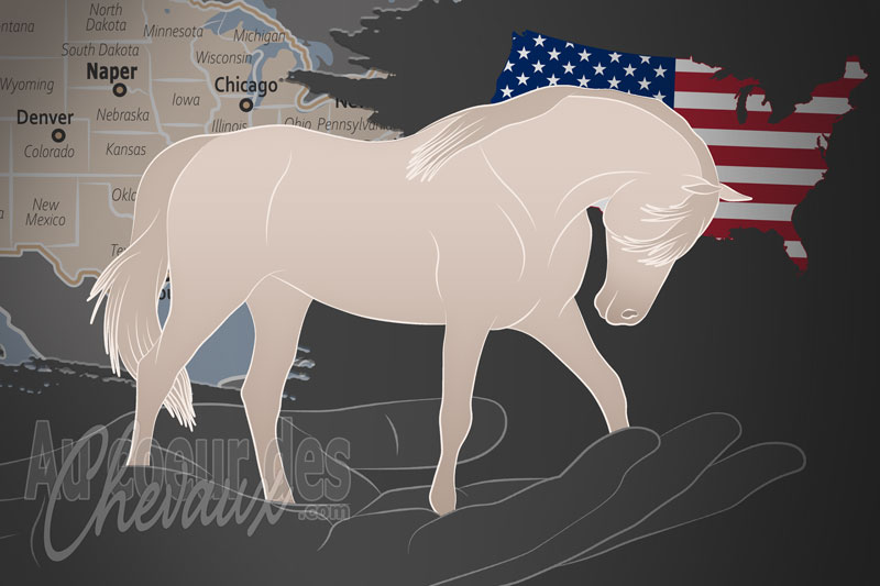 Le Registre des Chevaux Am�ricains Blancs et Cr�me, un organisme de gestion du cr�me aux �tats unis