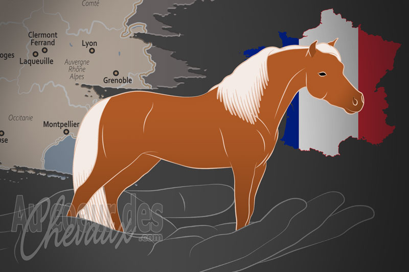 L'Amha France, une organisation qui g�re le cheval miniature am�ricain en france