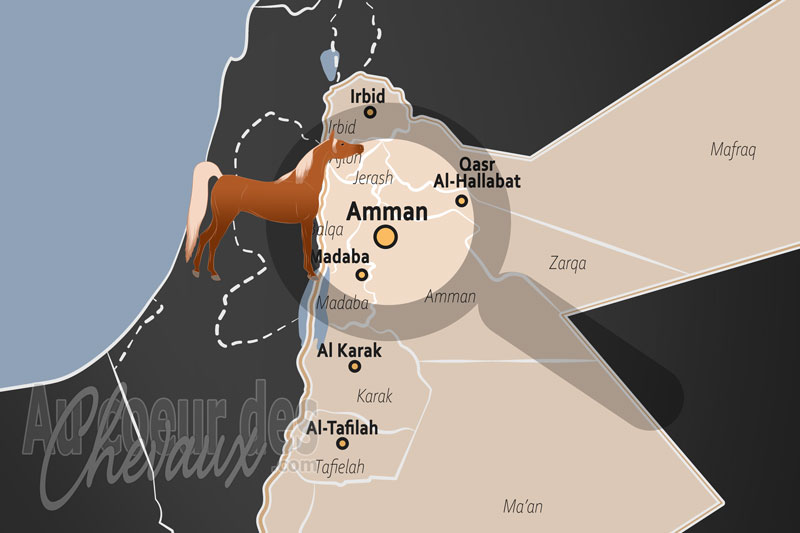 Amman, �picentre de la noblesse du pur-sang arabe et de la diplomatie �questre