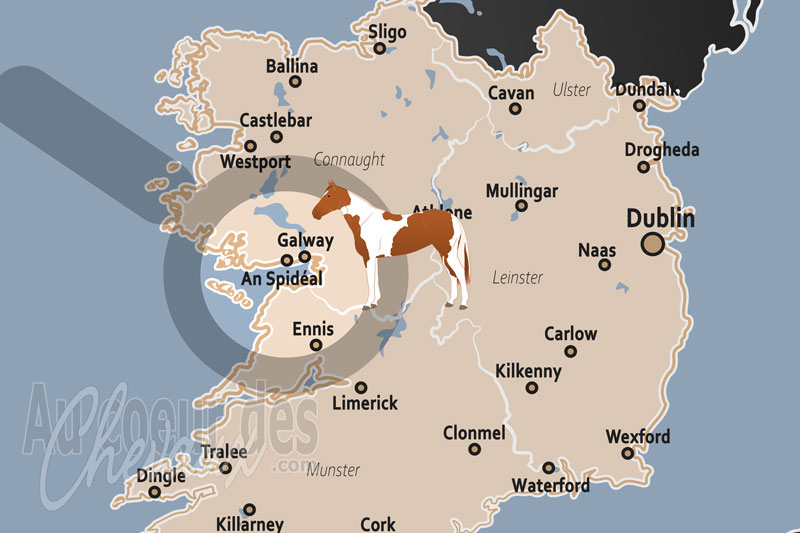 An Spid�al, le gardien c�tier du poney connemara