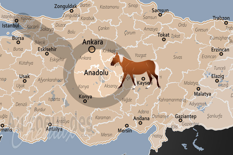 L'Anatolie, le galop des si�cles au c?ur de la � terre des beaux chevaux �
