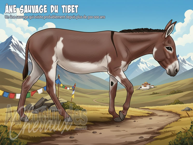 L'�ne Sauvage du Tibet, le seigneur des hautes steppes d'asie