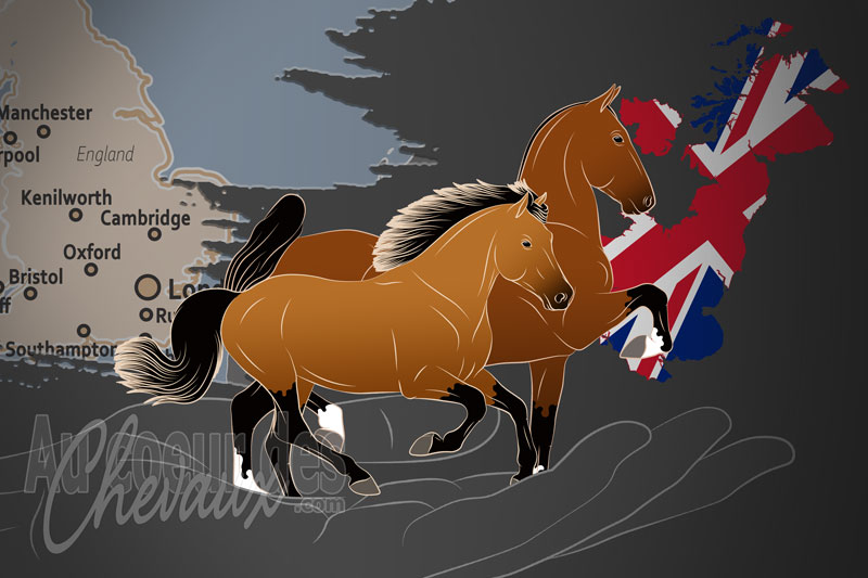 Le Registre des Chevaux Anglo Europ�en Ltd, une organisation qui g�re le cheval anglo europ�en au royaume uni