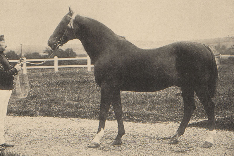 Une vue du Cheval Anglo Normand en pr�sentation