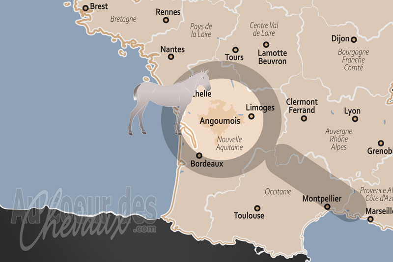 L'Angoumois, un carrefour historique et sportif de la tradition �questre