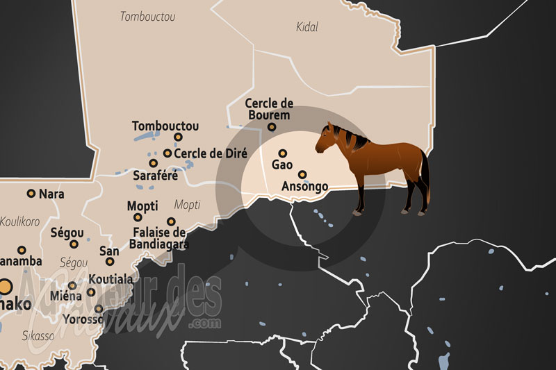 Ansongo, le cheval et l'�ne au c?ur des traditions et de la r�silience sah�lienne