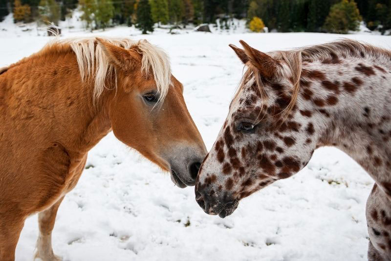 Une vue de la t�te du Cheval Appaloosa