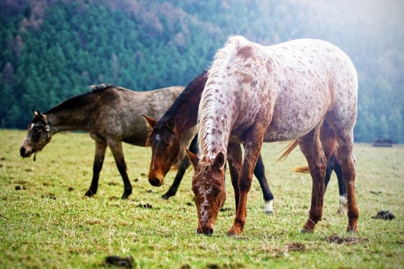 Une vue du Cheval Appaloosa au p�turage